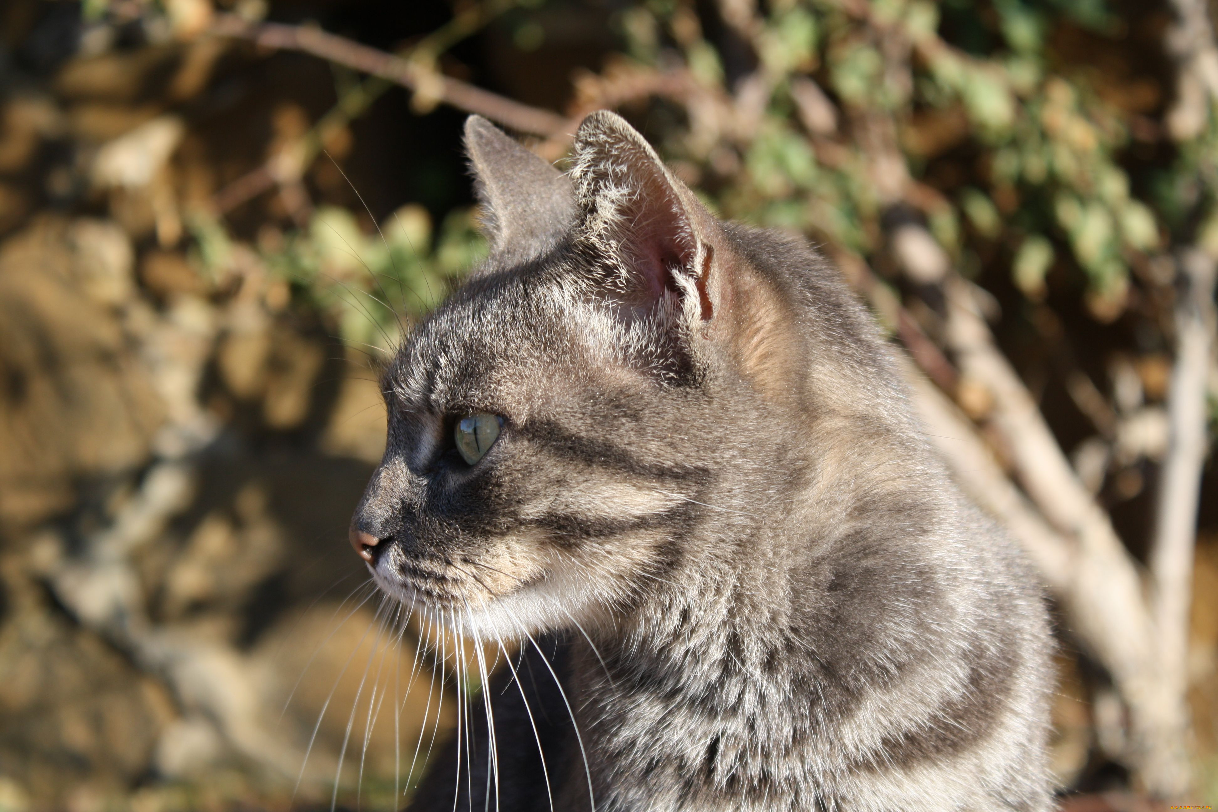 , , cat